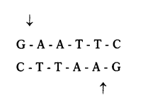 CBSE Sample Papers for Class 12 Biology Set 11 with Solutions 3