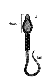 CBSE Sample Papers for Class 12 Biology Set 11 with Solutions 4