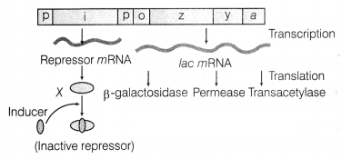 CBSE Sample Papers for Class 12 Biology Set 11 with Solutions 7