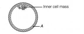 CBSE Sample Papers for Class 12 Biology Set 11 with Solutions 9