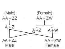 CBSE Sample Papers for Class 12 Biology Set 12 with Solutions 10