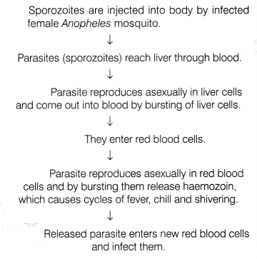 CBSE Sample Papers for Class 12 Biology Set 12 with Solutions 13