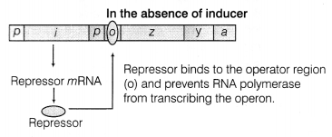 CBSE Sample Papers for Class 12 Biology Set 12 with Solutions 14