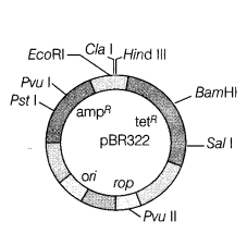 CBSE Sample Papers for Class 12 Biology Set 12 with Solutions 2