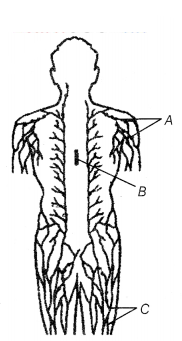 CBSE Sample Papers for Class 12 Biology Set 12 with Solutions 5