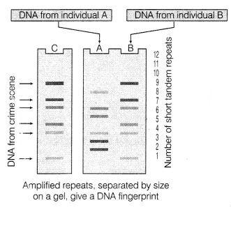 CBSE Sample Papers for Class 12 Biology Set 12 with Solutions 8