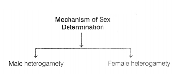 CBSE Sample Papers for Class 12 Biology Set 12 with Solutions 9