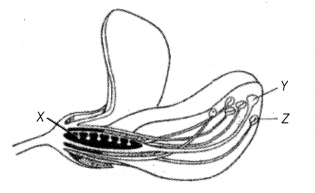 CBSE Sample Papers for Class 12 Biology Set 2 with Solutions 3