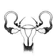 CBSE Sample Papers for Class 12 Biology Set 2 with Solutions 4