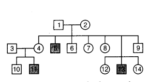 CBSE Sample Papers for Class 12 Biology Set 2 with Solutions 5