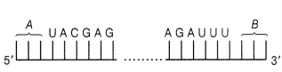 CBSE Sample Papers for Class 12 Biology Set 2 with Solutions 7