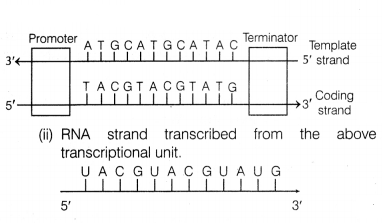 CBSE Sample Papers for Class 12 Biology Set 2 with Solutions 9