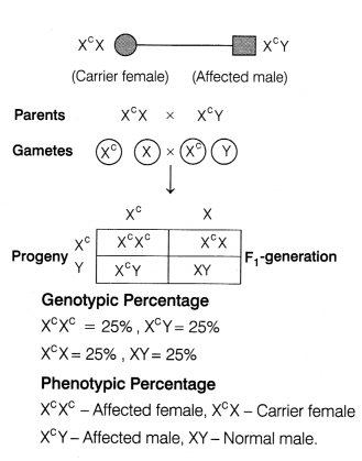 CBSE Sample Papers for Class 12 Biology Set 3 with Solutions 14