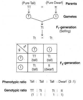 CBSE Sample Papers for Class 12 Biology Set 3 with Solutions 3