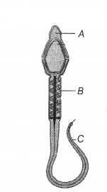 CBSE Sample Papers for Class 12 Biology Set 3 with Solutions 4