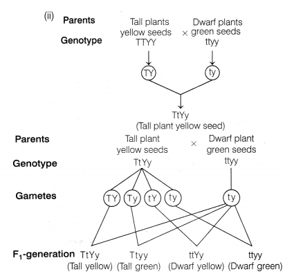 CBSE Sample Papers for Class 12 Biology Set 3 with Solutions 8