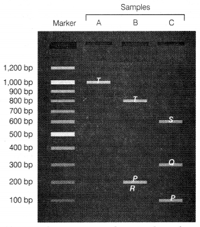 CBSE Sample Papers for Class 12 Biology Set 3 with Solutions 9