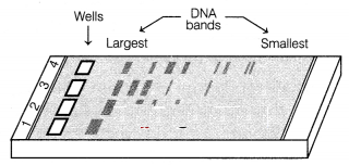 CBSE Sample Papers for Class 12 Biology Set 4 with Solutions 1