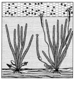 CBSE Sample Papers for Class 12 Biology Set 4 with Solutions 10