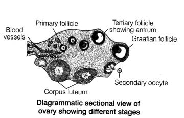 CBSE Sample Papers for Class 12 Biology Set 4 with Solutions 17