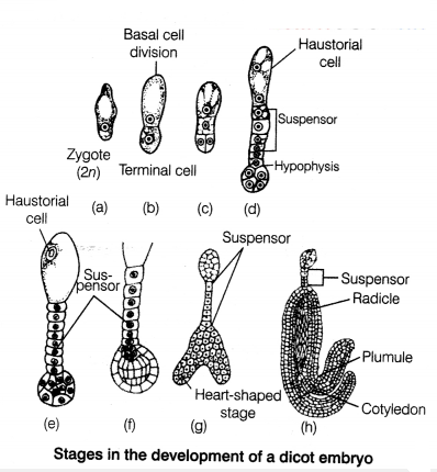 CBSE Sample Papers for Class 12 Biology Set 4 with Solutions 18