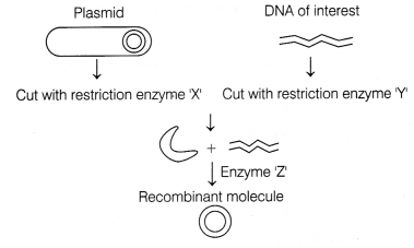 CBSE Sample Papers for Class 12 Biology Set 4 with Solutions 3