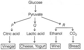 CBSE Sample Papers for Class 12 Biology Set 4 with Solutions 5