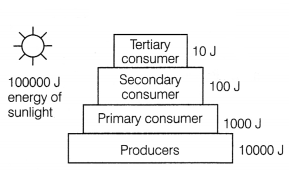 CBSE Sample Papers for Class 12 Biology Set 4 with Solutions 9