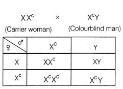 CBSE Sample Papers for Class 12 Biology Set 5 with Solutions 12