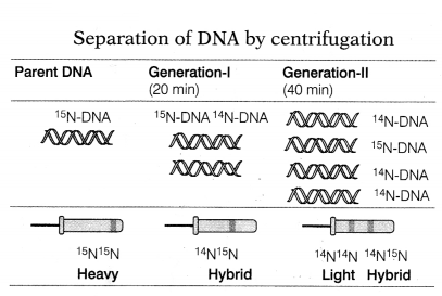 CBSE Sample Papers for Class 12 Biology Set 5 with Solutions 14