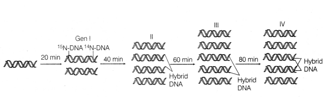 CBSE Sample Papers for Class 12 Biology Set 5 with Solutions 15