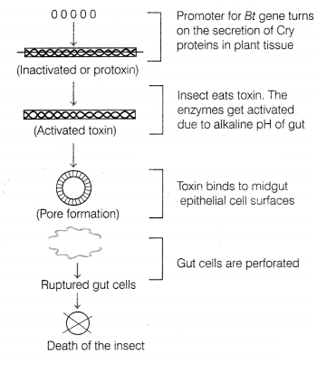 CBSE Sample Papers for Class 12 Biology Set 5 with Solutions 17