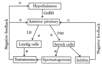 CBSE Sample Papers for Class 12 Biology Set 5 with Solutions 2