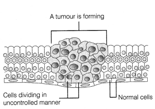 CBSE Sample Papers for Class 12 Biology Set 5 with Solutions 5