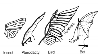 CBSE Sample Papers for Class 12 Biology Set 5 with Solutions 6