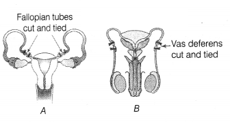 CBSE Sample Papers for Class 12 Biology Set 5 with Solutions 7