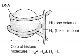 CBSE Sample Papers for Class 12 Biology Set 5 with Solutions 9