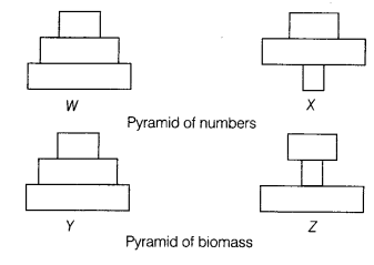 CBSE Sample Papers for Class 12 Biology Set 6 with Solutions 1