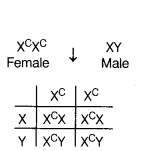 CBSE Sample Papers for Class 12 Biology Set 6 with Solutions 10