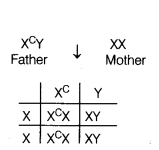 CBSE Sample Papers for Class 12 Biology Set 6 with Solutions 11