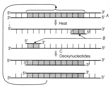 CBSE Sample Papers for Class 12 Biology Set 6 with Solutions 13