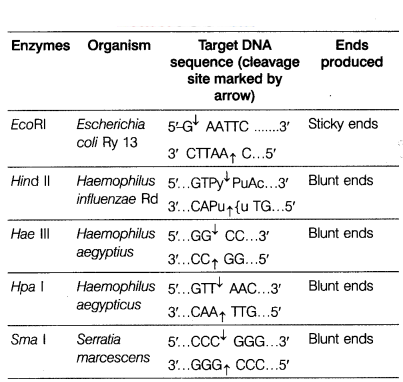 CBSE Sample Papers for Class 12 Biology Set 6 with Solutions 16