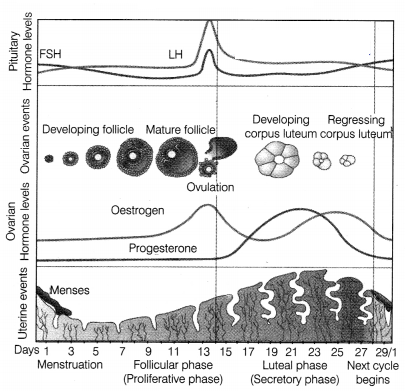 CBSE Sample Papers for Class 12 Biology Set 6 with Solutions 17