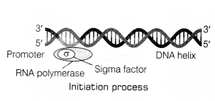 CBSE Sample Papers for Class 12 Biology Set 6 with Solutions 19