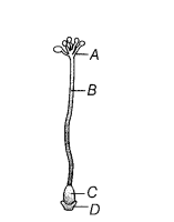 CBSE Sample Papers for Class 12 Biology Set 6 with Solutions 2