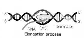 CBSE Sample Papers for Class 12 Biology Set 6 with Solutions 20