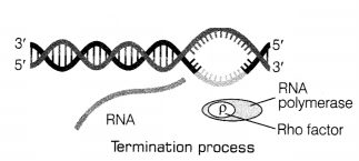 CBSE Sample Papers for Class 12 Biology Set 6 with Solutions 21