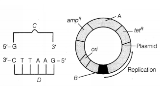 CBSE Sample Papers for Class 12 Biology Set 6 with Solutions 3