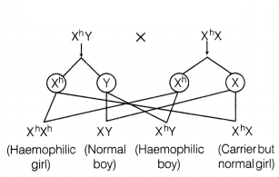 CBSE Sample Papers for Class 12 Biology Set 7 with Solutions 12