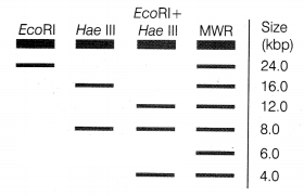 CBSE Sample Papers for Class 12 Biology Set 7 with Solutions 15